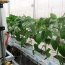 Ebinger sprayer SPE 236